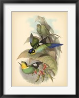 Birds of the Tropics I Fine Art Print