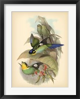 Birds of the Tropics I Fine Art Print