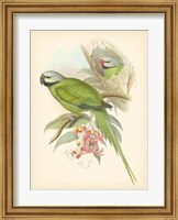 Birds of the Tropics II Fine Art Print