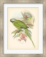 Birds of the Tropics II Fine Art Print