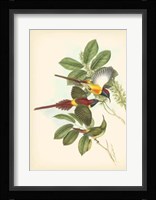 Birds of the Tropics III Fine Art Print