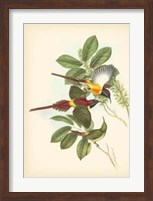 Birds of the Tropics III Fine Art Print