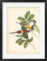 Birds of the Tropics III Fine Art Print