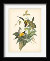 Birds of the Tropics IV Fine Art Print