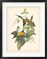 Birds of the Tropics IV Fine Art Print