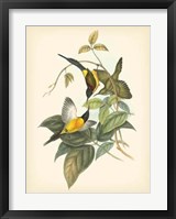 Birds of the Tropics IV Fine Art Print