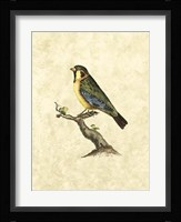 Birds II Fine Art Print