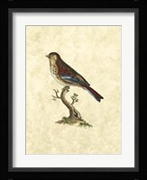 Birds IV Fine Art Print