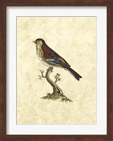 Birds IV Fine Art Print