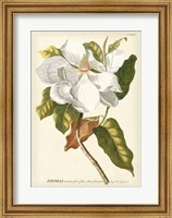 Magnificent Magnolias I Fine Art Print