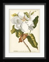 Magnificent Magnolias I Framed Print