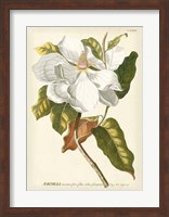 Magnificent Magnolias I Fine Art Print