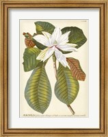 Magnificent Magnolias II Fine Art Print