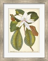 Magnificent Magnolias II Fine Art Print