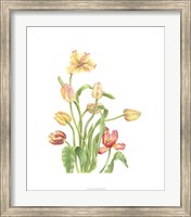 Tulip Spray II Fine Art Print