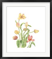 Tulip Spray II Fine Art Print