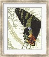 Butterfly Symmetry I Fine Art Print