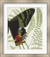 Butterfly Symmetry II Fine Art Print