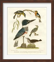 Antique Kingfisher I Fine Art Print