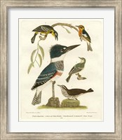 Antique Kingfisher I Fine Art Print