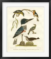 Antique Kingfisher I Fine Art Print