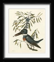Antique Kingfisher II Fine Art Print