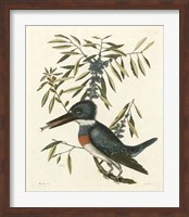 Antique Kingfisher II Fine Art Print