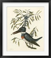 Antique Kingfisher II Fine Art Print