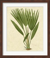 Bourbon Palm Fine Art Print