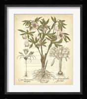 Tinted Besler Botanical I Fine Art Print