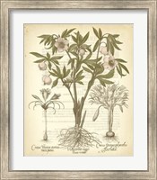 Tinted Besler Botanical I Fine Art Print
