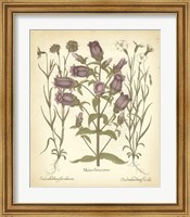 Tinted Besler Botanical II Fine Art Print