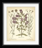 Tinted Besler Botanical II Fine Art Print