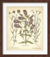 Tinted Besler Botanical II Fine Art Print