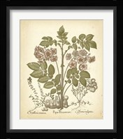 Tinted Besler Botanical III Fine Art Print