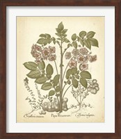 Tinted Besler Botanical III Fine Art Print