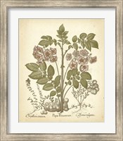 Tinted Besler Botanical III Fine Art Print
