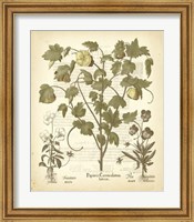 Tinted Besler Botanical IV Fine Art Print