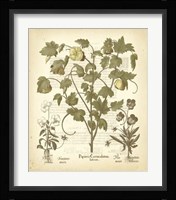 Tinted Besler Botanical IV Fine Art Print