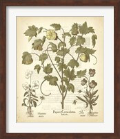 Tinted Besler Botanical IV Fine Art Print