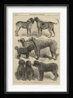 International Dog Show II Framed Print