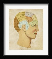 Vintage Phrenology Fine Art Print