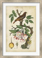 Antique Bird in Nature I Fine Art Print
