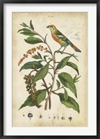 Antique Bird in Nature IV Fine Art Print