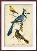 Wilson's Blue Jay Fine Art Print