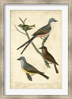 Wilson's Flycatcher Fine Art Print