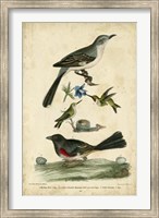 Wilson's Mockingbird Fine Art Print