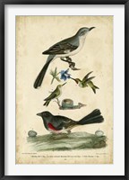 Wilson's Mockingbird Fine Art Print