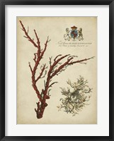 Imperial Coral I Fine Art Print