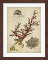 Imperial Coral II Fine Art Print